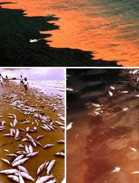 赤潮的形成及其危害