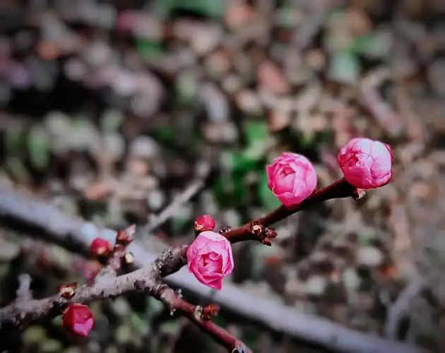 春尚浅几树梅花争相吐出花苞来