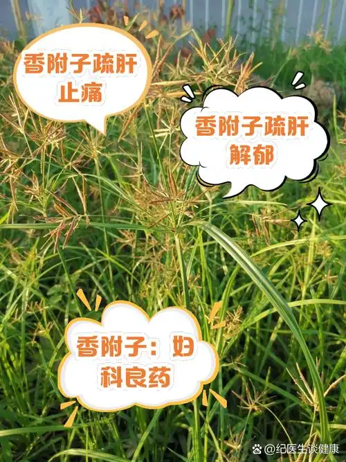 香附子的功效与作用