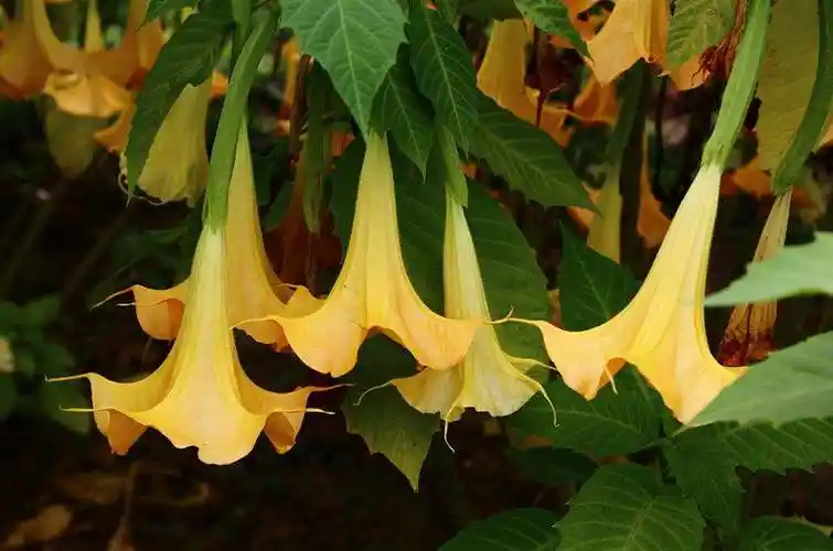 曼陀罗古称"蒙汗药"曼陀罗又叫洋金花,山茄子等,全株有毒,以种子毒性