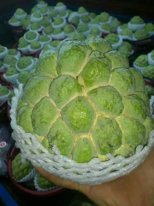 台东特色水果----释迦