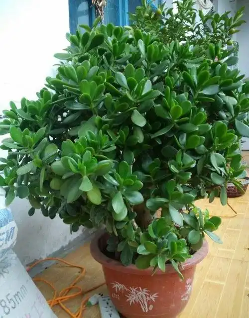 客厅适合养什么盆景(客厅适合养什么盆景树)