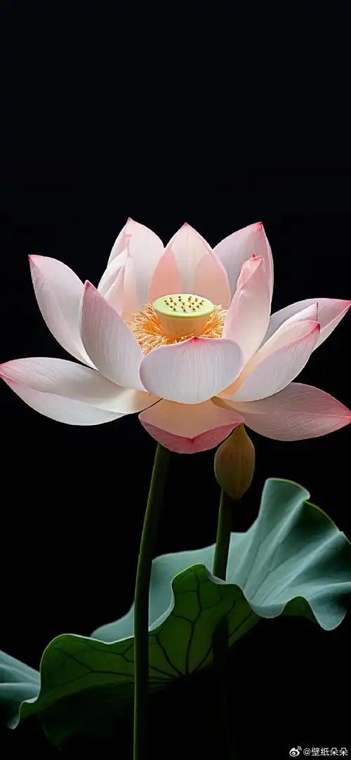 好运连连福气满满荷花壁纸