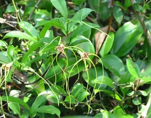 一颗断肠草剧毒无比,却能祛风湿清血毒!