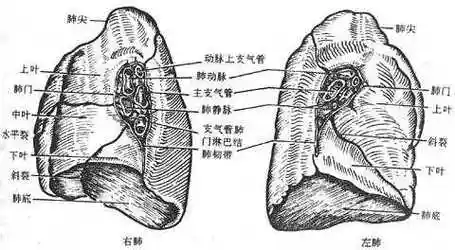 肺_《人体解剖学》在线阅读_【中医宝典】