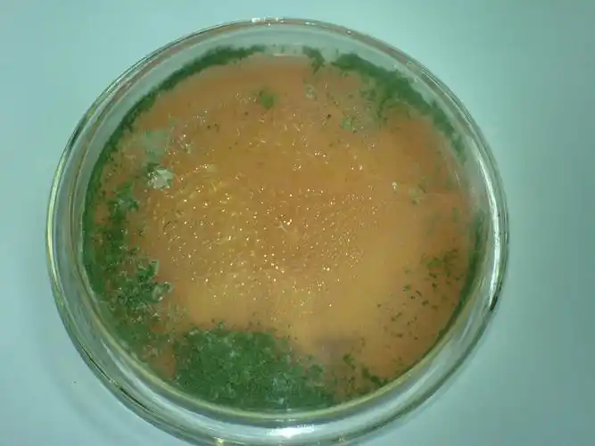 谁有酵母菌的菌落图片?麻烦传给我看一看!不胜感激!