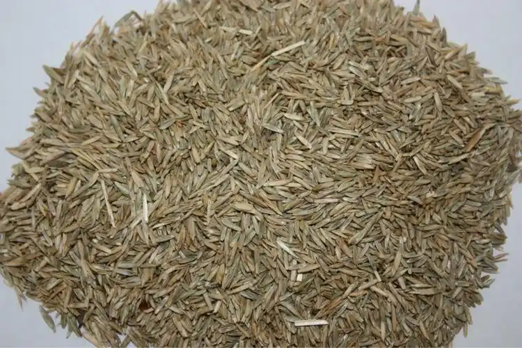 黑麦草草种 多年生 绿化工程草种草籽 绿冠直营 100% 进口种子