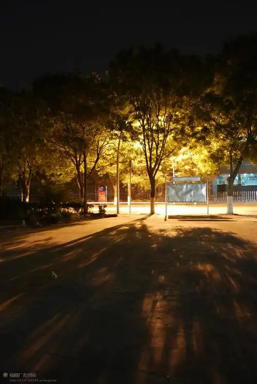 无意中的夜景  路灯下的树