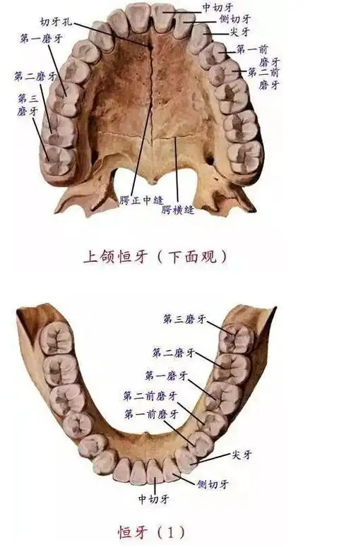 牙齿矫正要拔牙别害怕你得知道这些事情