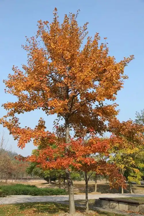 半价来我辰感受两种枫香树的叶色撩人