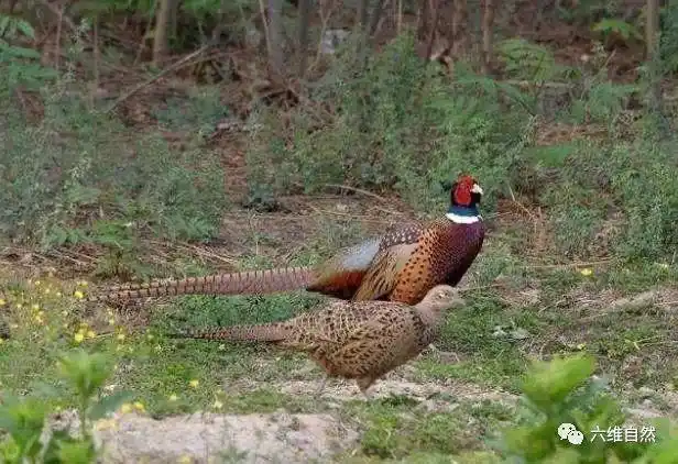 辽宁一群野鸡过马路司机都停车让路让母鸡带着小鸡安全过马路