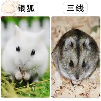 银狐 三线(公母一对)【图片 价格 品牌 报价】-京东