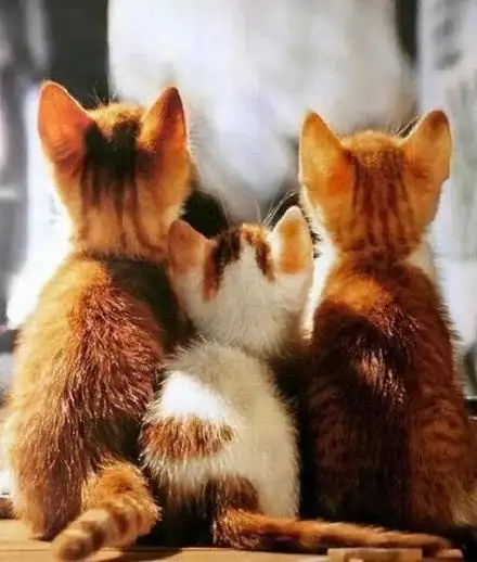 喵星人,另类图片:传说中的"背影杀"