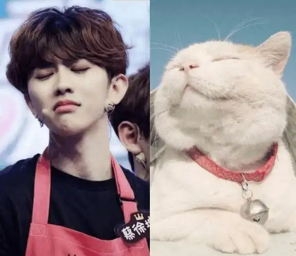 蔡徐坤猫颜神集合, 台上小狮子台下小萌猫, 可萌可酷这组照片真的绝了