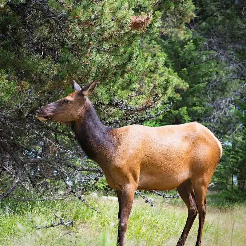 中国驼鹿重400-600千克,而北美洲的驼鹿则更加巨大,有些达到1000千克!