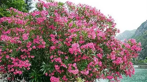 夹竹桃