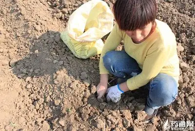 太和县土木香种植