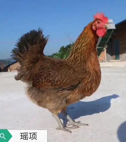 良凤花鸡,好养,好吃,长得快.