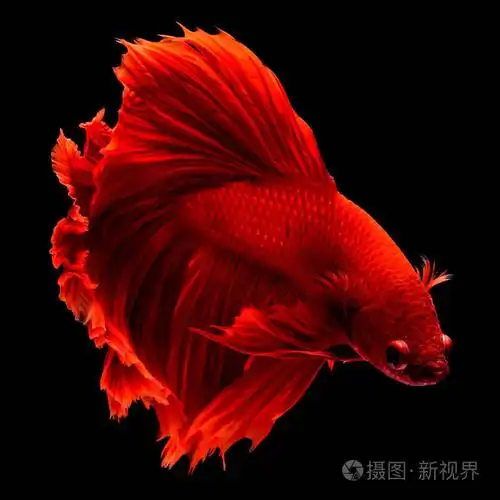 红色的鱼被认为是幸运的,给主人带来了好运.原产于泰国的鱼.对手.