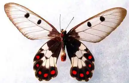 透翅凤蝶(big greasy butterfly)