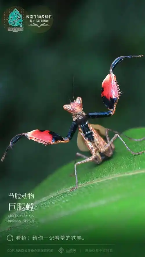 【云南生物多样性数字化百科图谱】节肢动物·巨腿螳:看招!