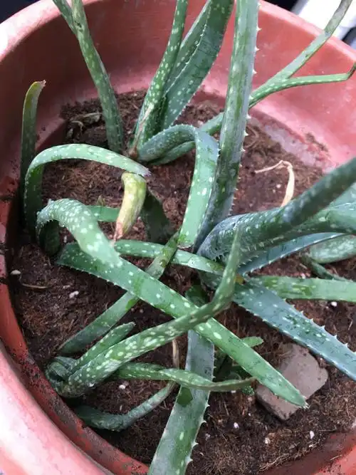 这是什么芦荟 有毒吗 可以涂脸吗