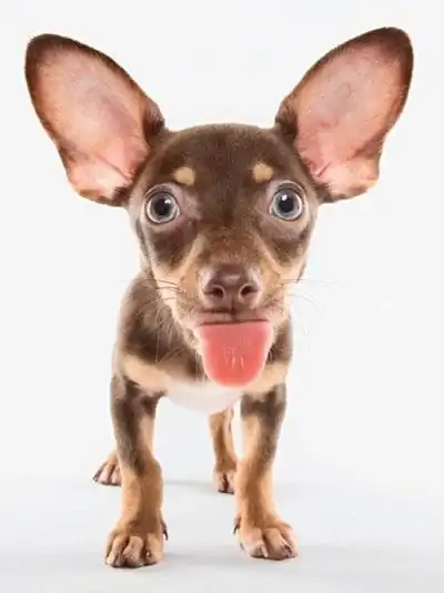 记录狗狗吐舌头呆萌的瞬间,暖暖的心都被融化了.