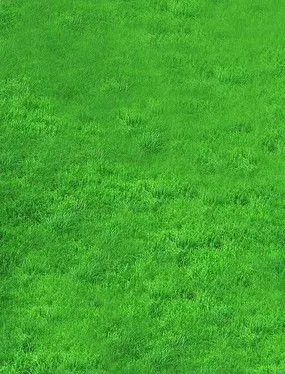 唯美清新生态绿草地高清图片