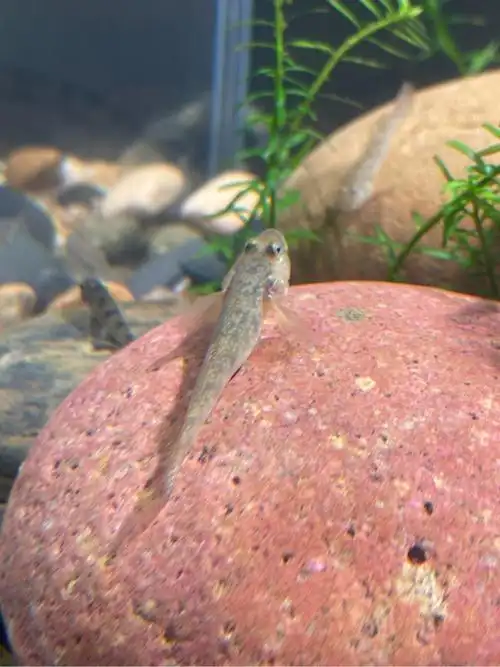 这两只虾虎鱼是一个品种么