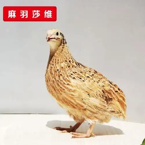 鹌鹑法国巨型莎维麦脱非洲熊猫白纱青年活体鸟