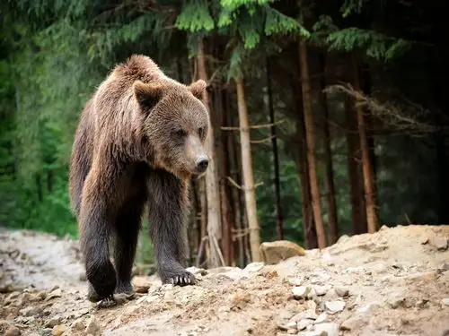 26 stunning images of woodland animals in their natural habitat