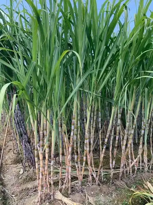 自家做的甘蔗糖红糖姜糖都有哦家乡特产