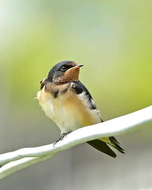 燕子图片燕子鸟类