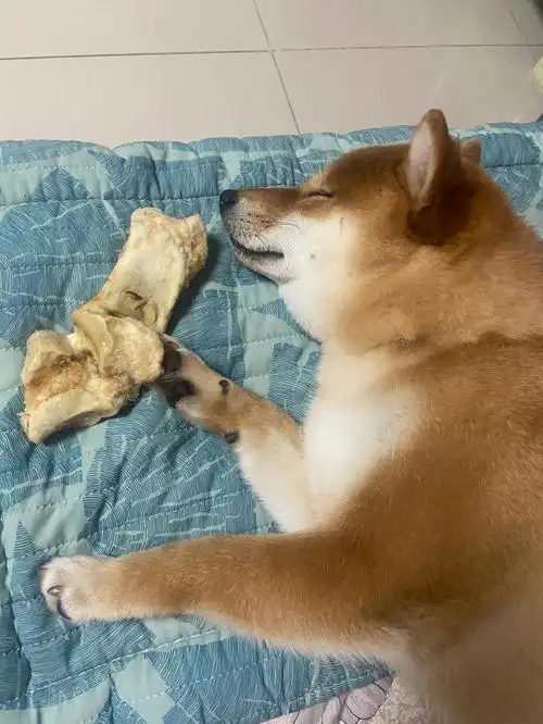 抱着骨头入睡的柴柴梦里会吃到大鸡腿吧