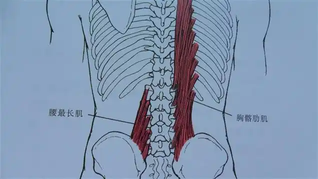 骶髂肌群松解的肌肉能量技术met:髂腰肌的治疗部位和扳机点