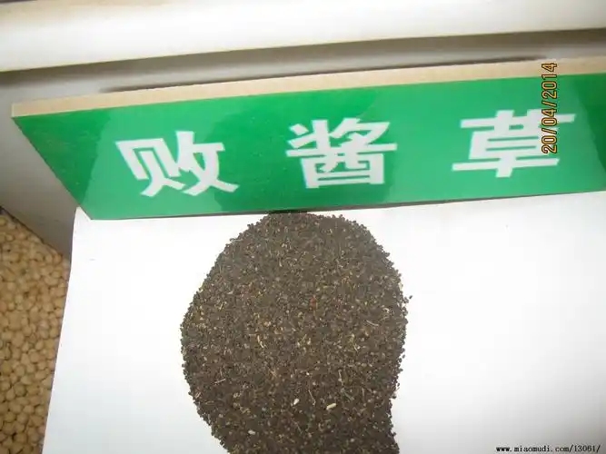 批发中药材 南败酱草种子 扑楞鼓子棵 苏败酱 败酱草种子