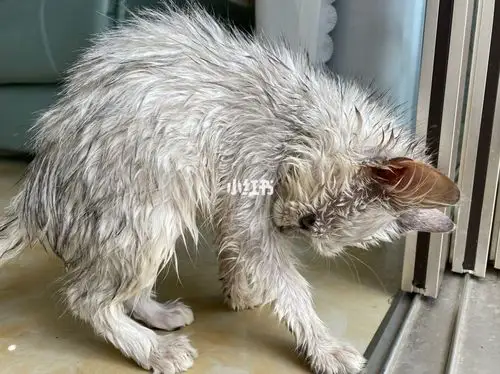 英短银渐层四个月猫毛发黄