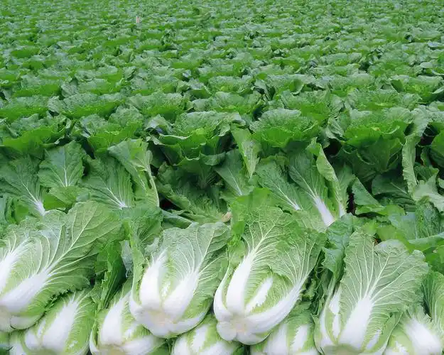 叶菜类蔬菜简介(一) 25种