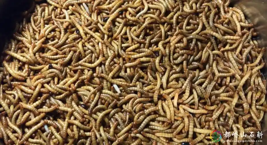 面包虫的养殖和繁殖技术