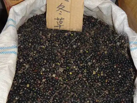 湖北哪里有卖麦冬草种子的?