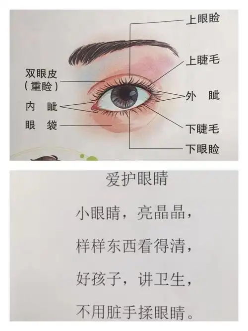 认识眼睛的结构,学习小儿歌,掌握护眼小常识.