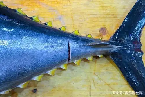 震撼了,开鱼宴有140斤重的蓝鳍金枪鱼,帝王蟹都得靠边站站