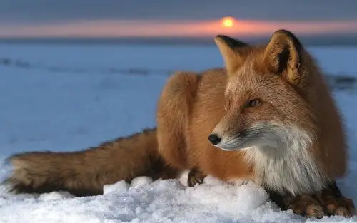 10wallpaper 动物 壁纸 美丽的大草原-野生动物壁纸 >>壁纸下载  &