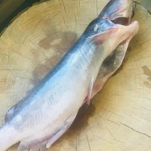 清蒸梭边鱼,肉质细嫩,鲜香可口