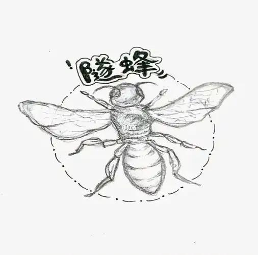 隧蜂简笔画