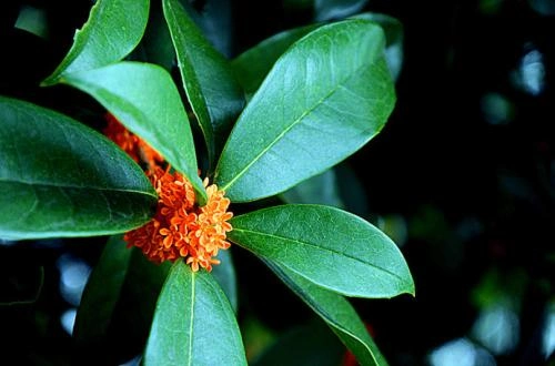 丹桂叶子有什么特征,丹桂养殖方法技巧总结