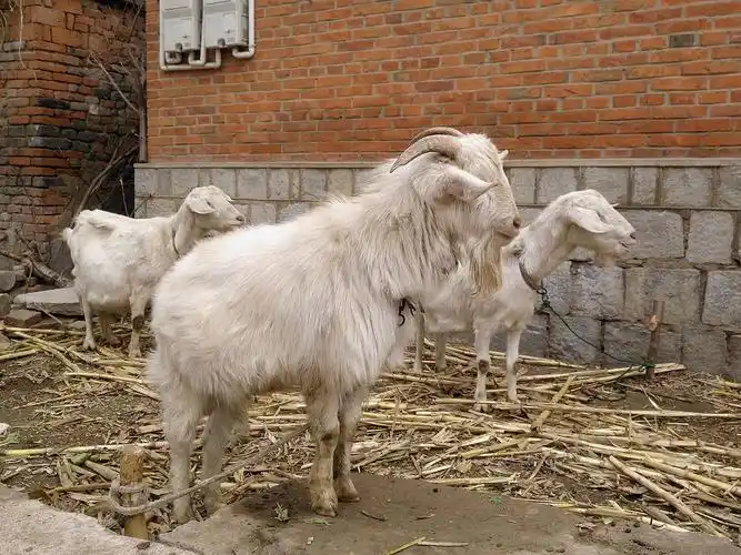 大爷喂养的这些羊也是表情帝你能看懂它们想表达什么吗