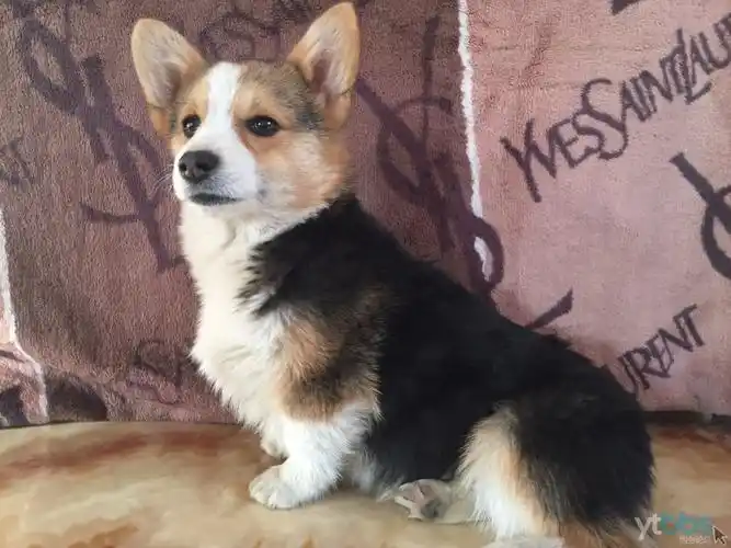 出售双血统的柯基犬宝宝