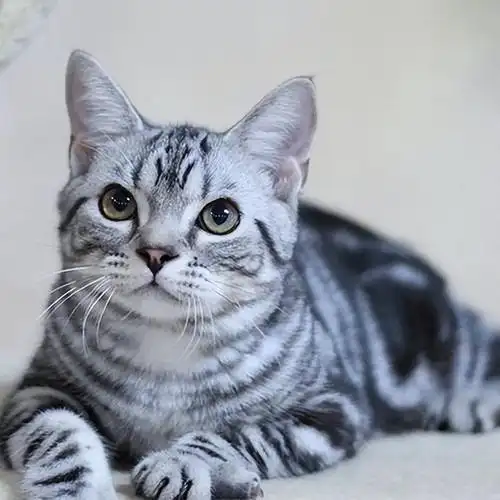 很多人养猫前,都会拿美短和英短进行比较,也有一些