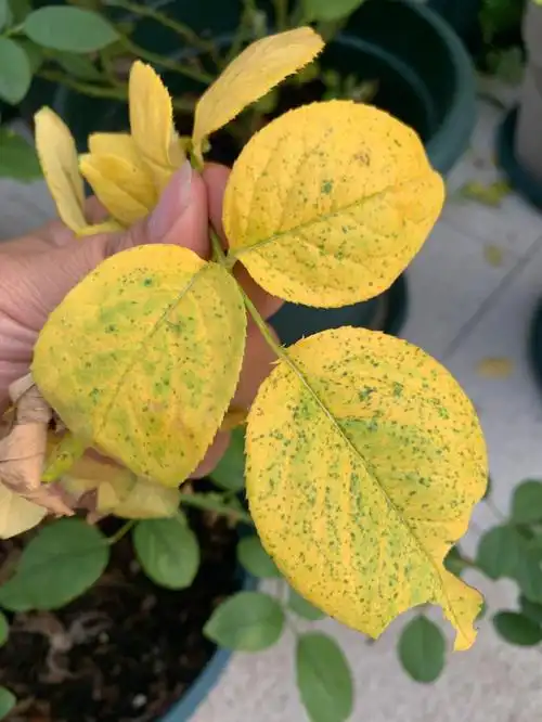 请教各位大神,二十几盆月季一下子全黄叶了,可能是什么原因.